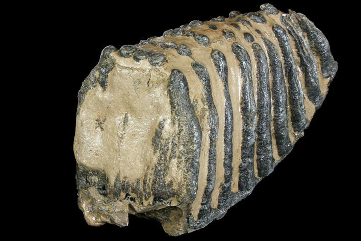 Partial Southern Mammoth Molar - Hungary #149858